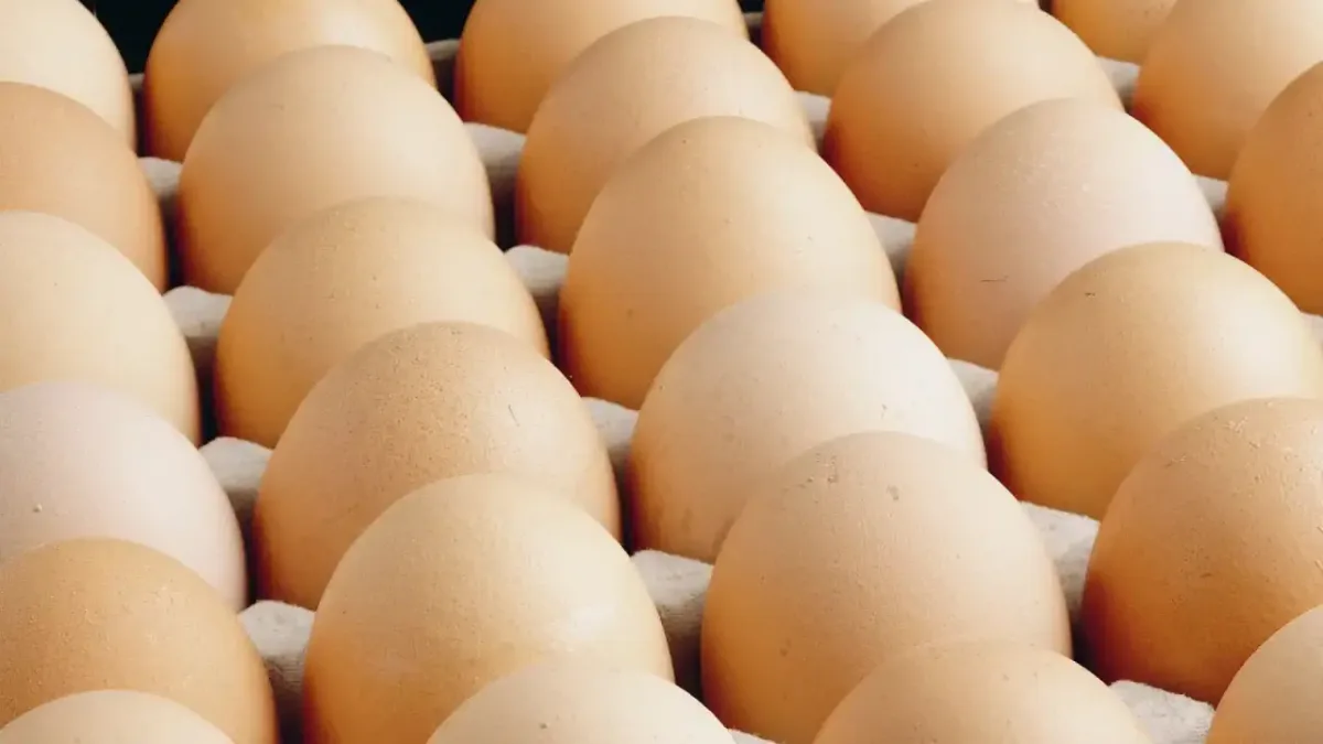 Ağustos ayında Türkiye'de tavuk yumurtası üretimi 2 milyarı aştı.