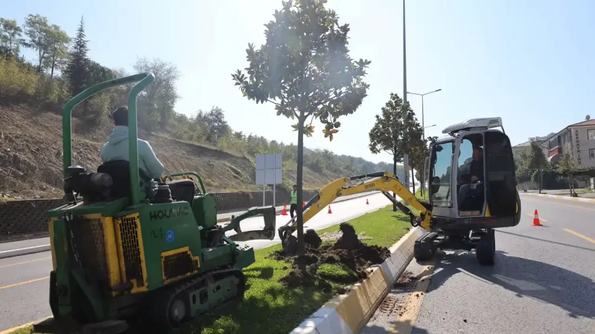Sakarya'da raylı sistem projesi için manolya ağaçları titizlikle taşınıyor