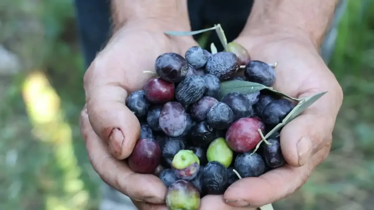 Artvin'de Butko zeytini hasadı sezonu açıldı.