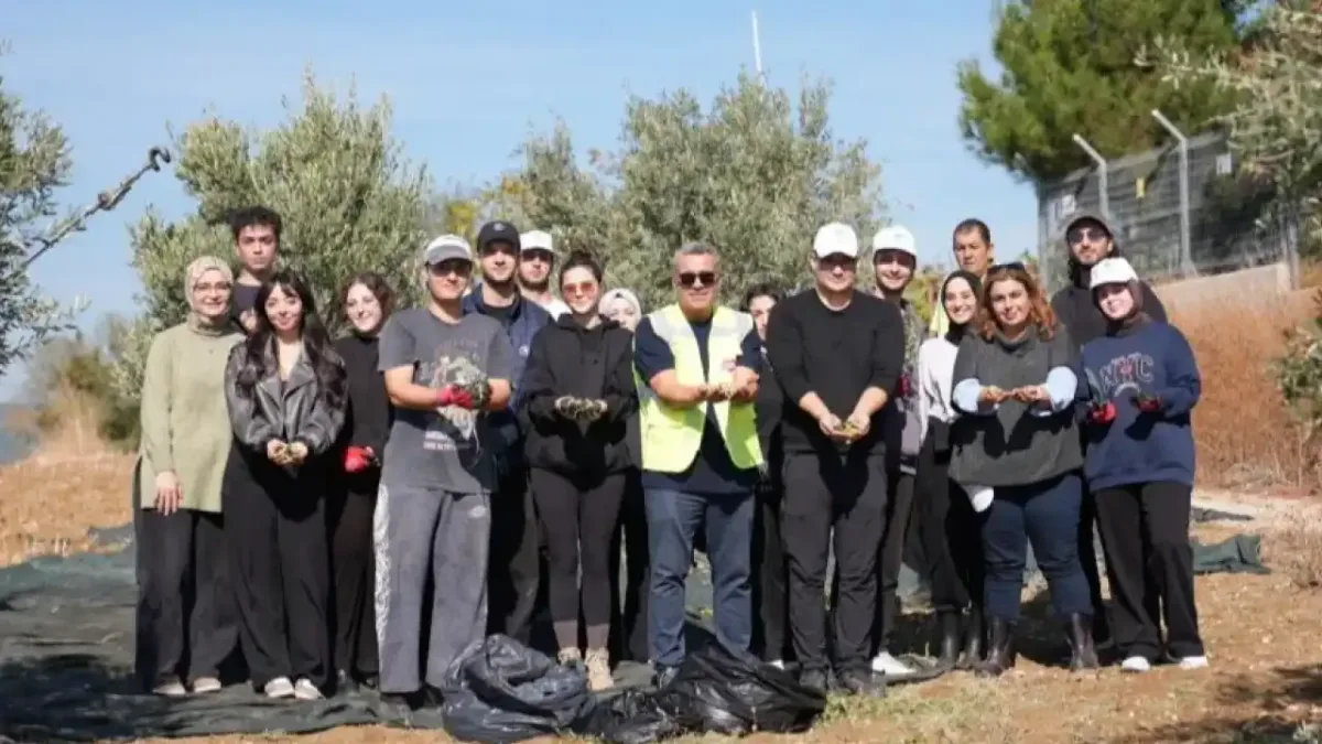 Tekirdağ'da zeytin hasadı yapan üniversite öğrencileri.