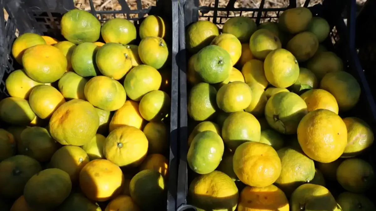 Satsuma mandalinası hasat töreninden bir görüntü.