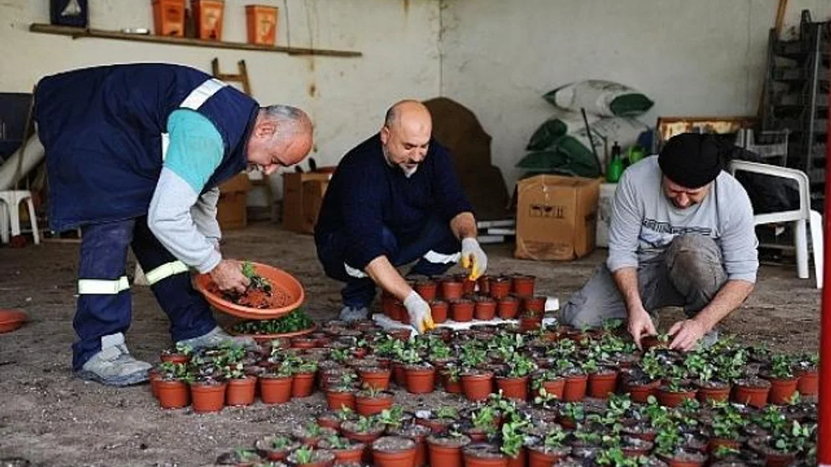 Karşıyaka Belediyesi’nin serasında binlerce çiçek yetişiyor