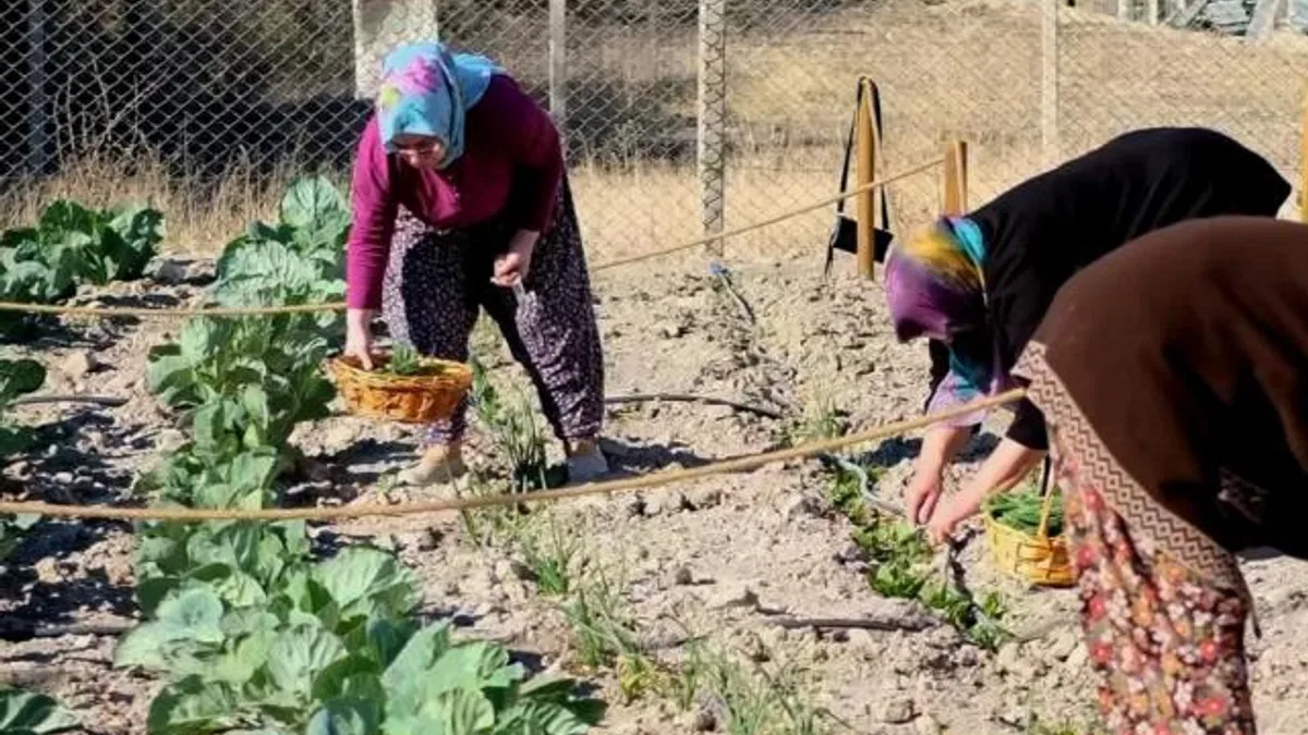 İzmir Bornova’da ilk hasat gerçekleşti