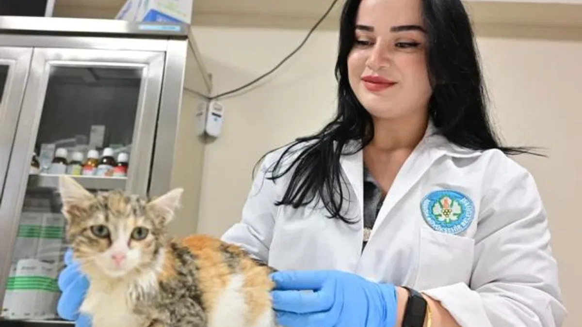 Manisa’da kısırlaştırılan kedi sayısı 3 bini geçti