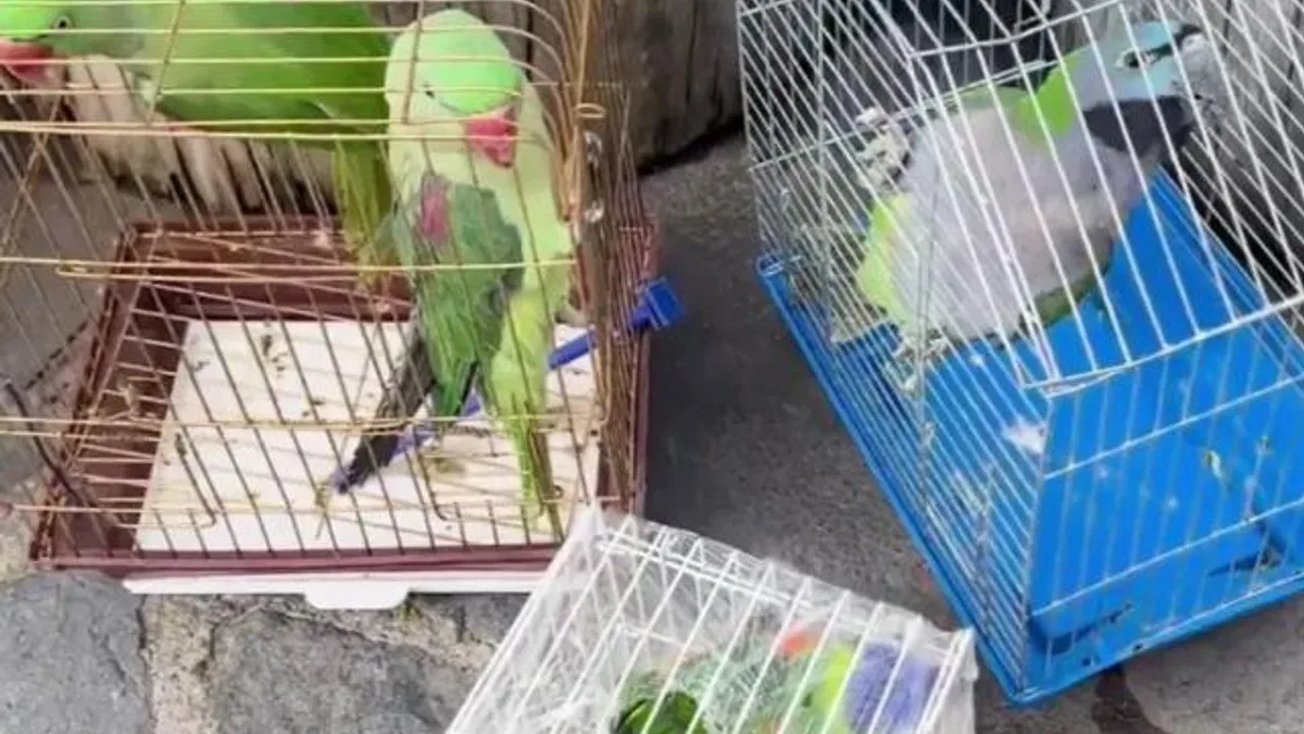 Eminönü’nde petshop denetimi… 39 papağan koruma altında