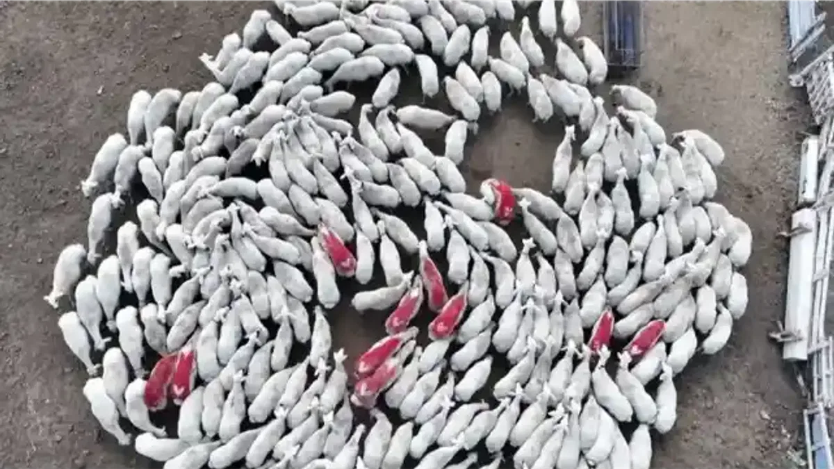 Konya’da hayvan yetiştiriciliği eğitimleri üreticilere güç katıyor