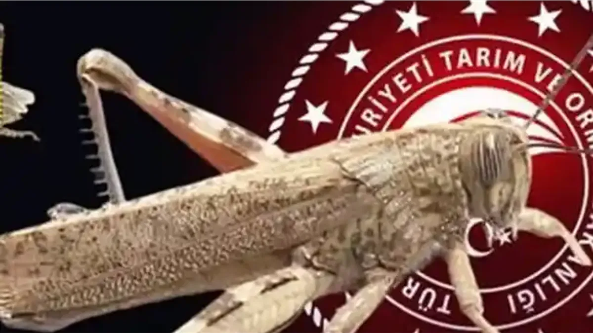 Bakanlıktan ‘çekirge istilası’ açıklaması… Ekonomik zarar oluşturan popülasyon yok