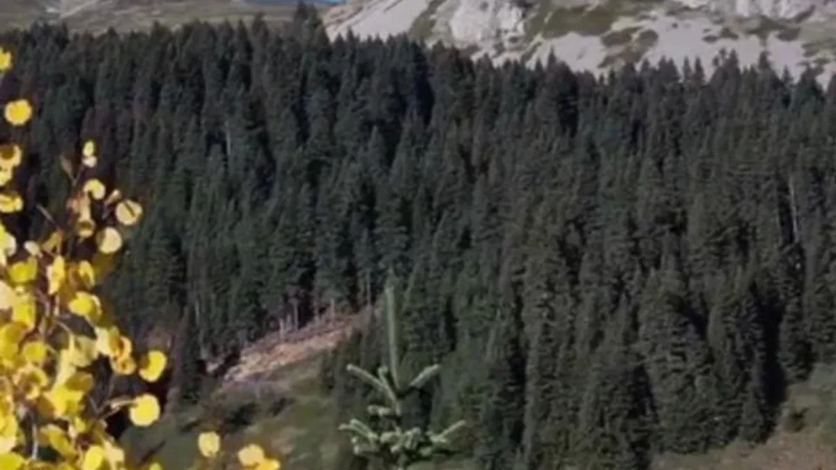 Ilgaz Dağı sonbaharda renk cümbüşü