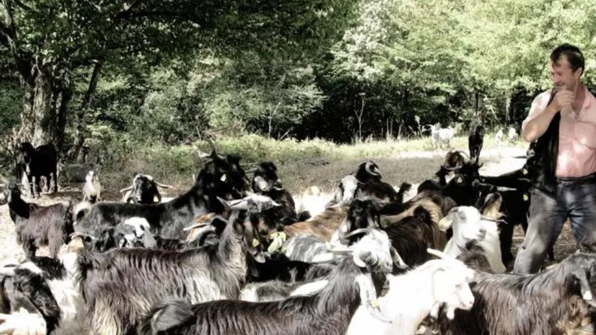 Bursa’da keçi çobanının zorlu yolculuğu