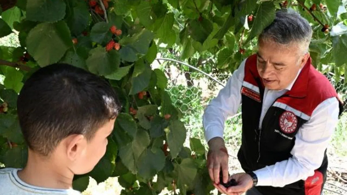 İzmir Tire’de karadut hasadı