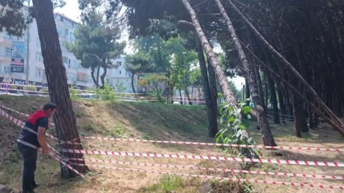 Ordu’da can ve mal güvenliğini tehdit eden ağaçlara müdahale edilecek