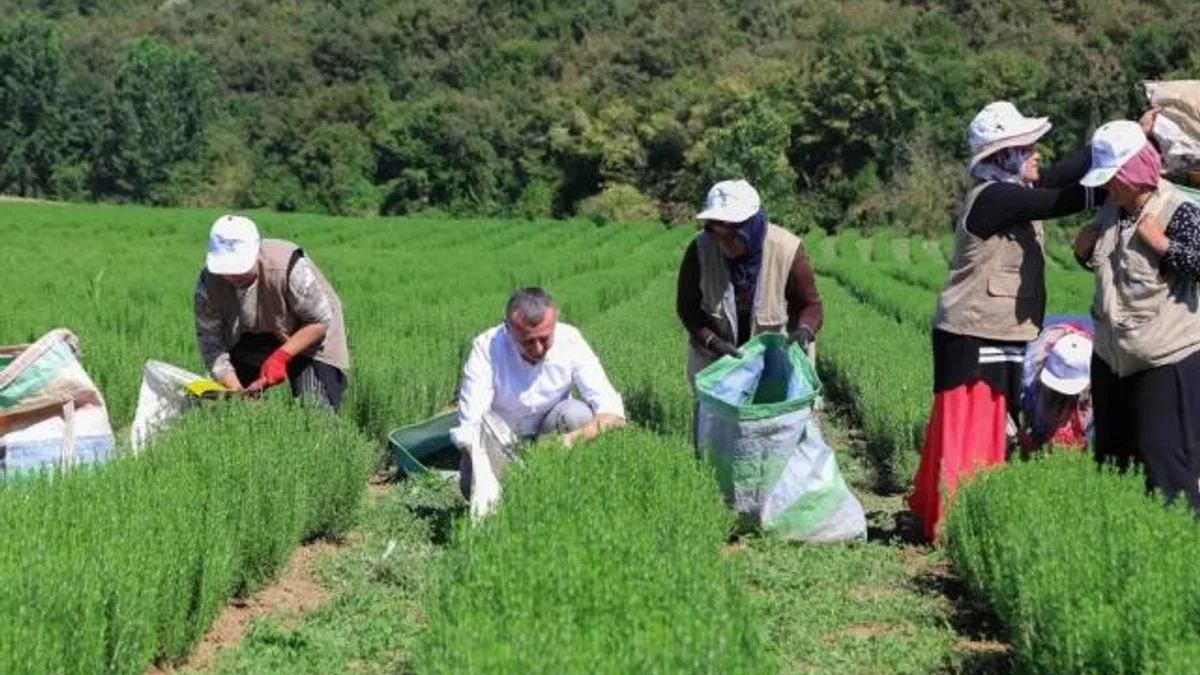 Kocaeli’de Büyükşehir destekliyor, üretim artıyor
