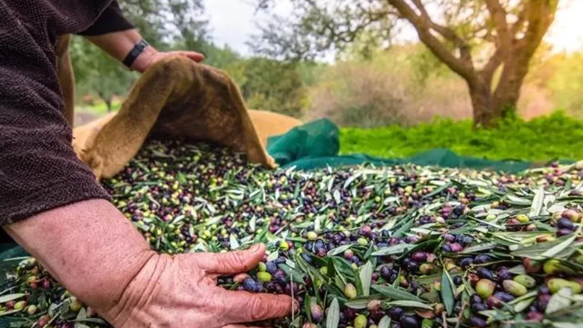İzmir’de Uluslararası Zeytin Zirvesi… 13 ülkeden uzmanlar buluşuyor