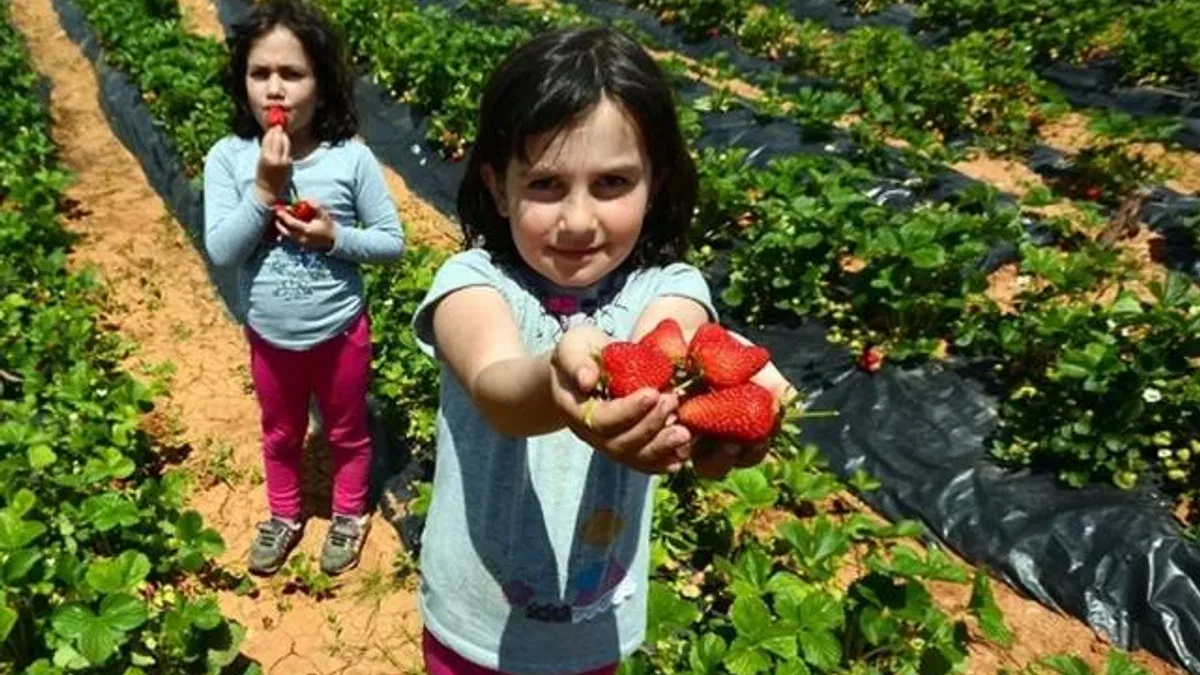 ‘Hüyük Çileği’ Konya’nın ilk tescillisi oldu