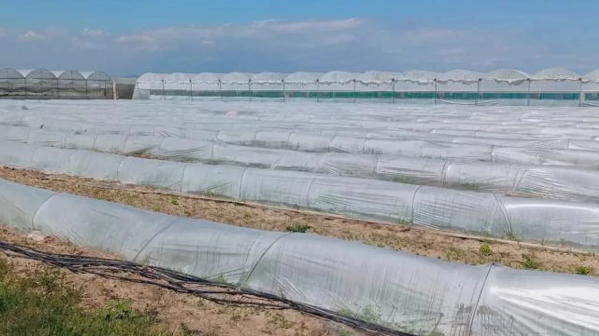 Mersin’de ‘marul tarlada kaldı’ iddiasına yalanlama