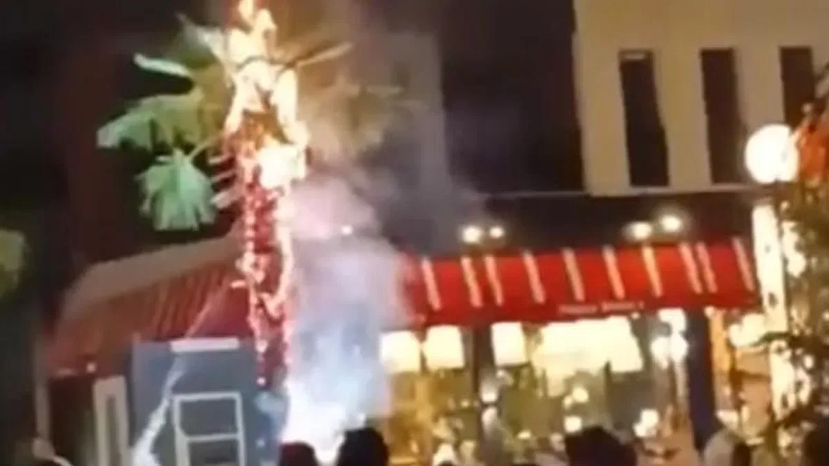 Sönmeyen izmarit palmiyeyi küle çevirdi