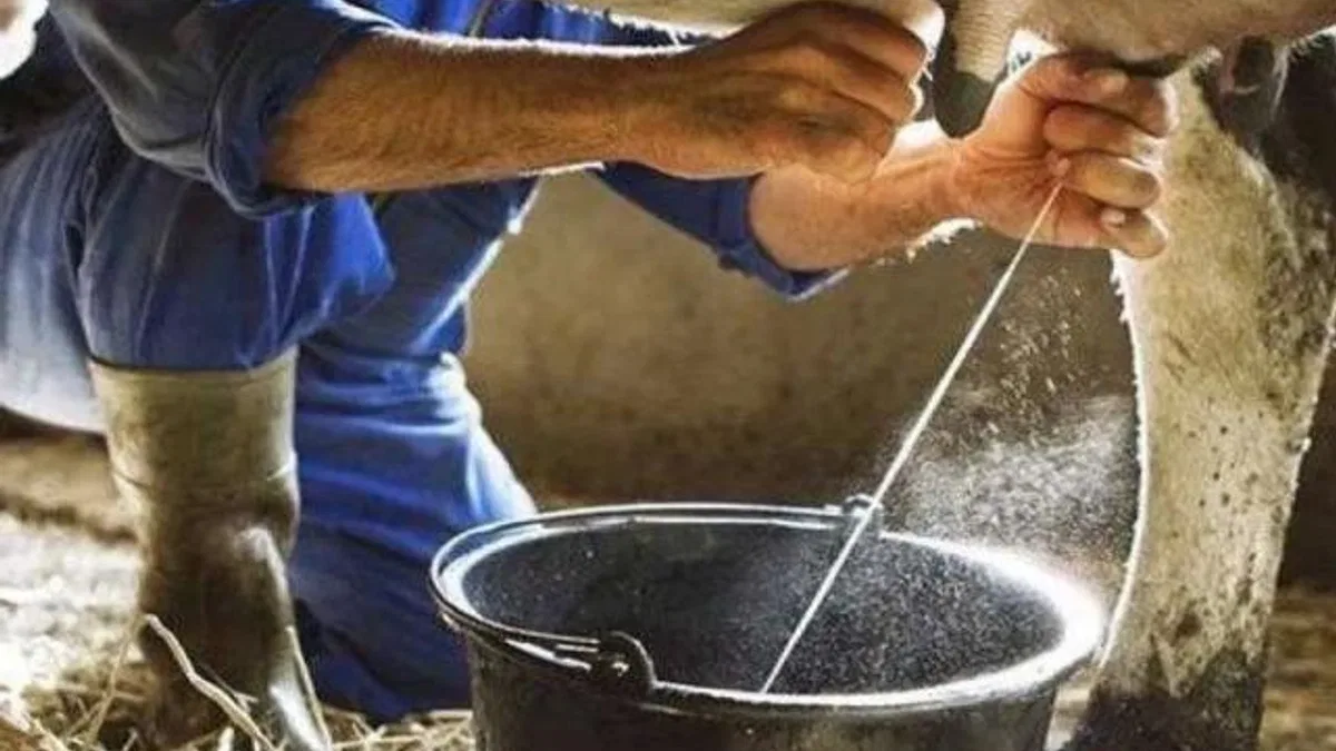 Ağustos’ta süt ve süt ürünlerimi arttı