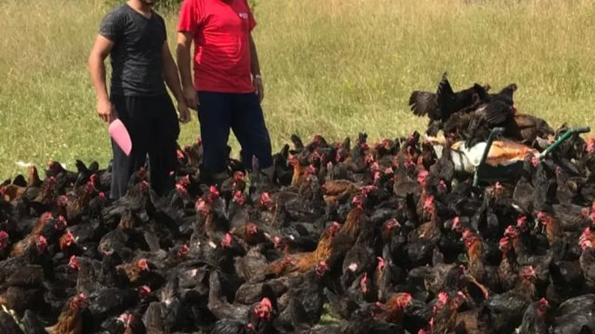 Üreticiye yüzde 50 hibeli yumurta tavuğu desteği
