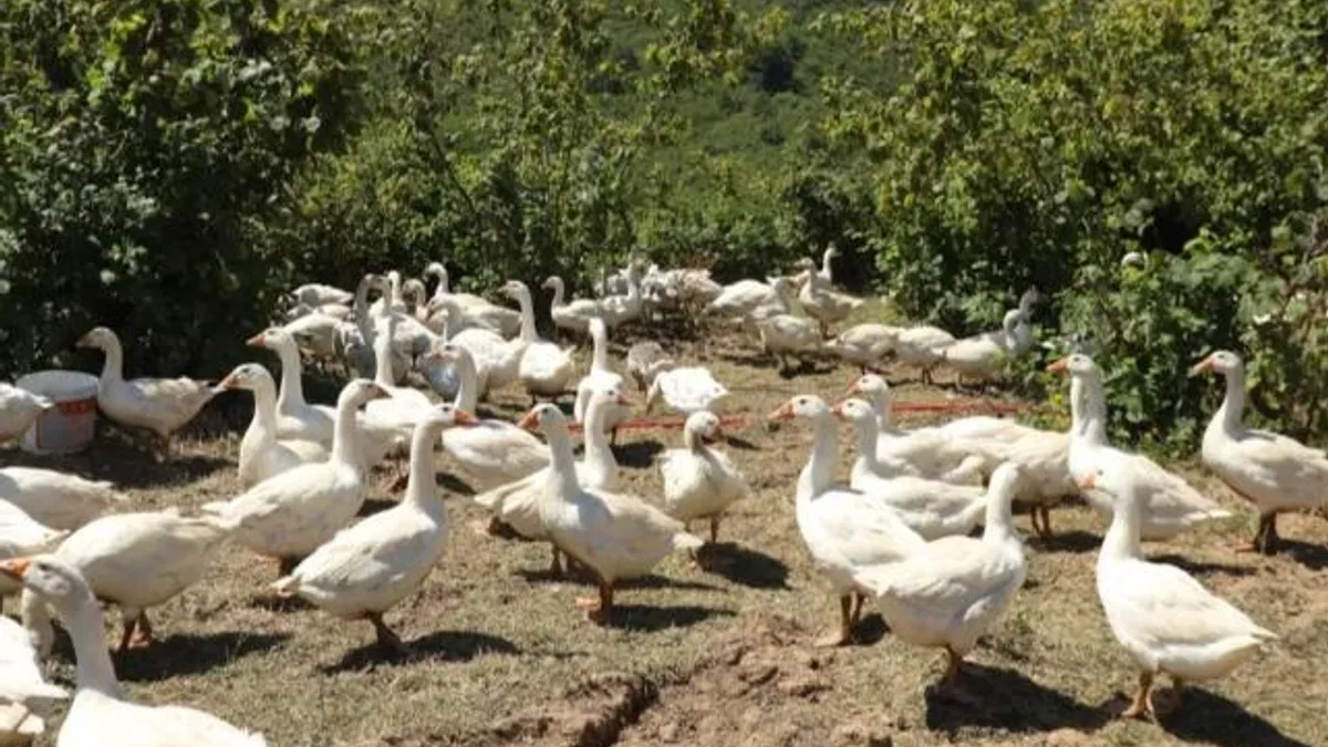 Ordu’da alım garantili kaz yetiştiriciliği üreticiye güven veriyor