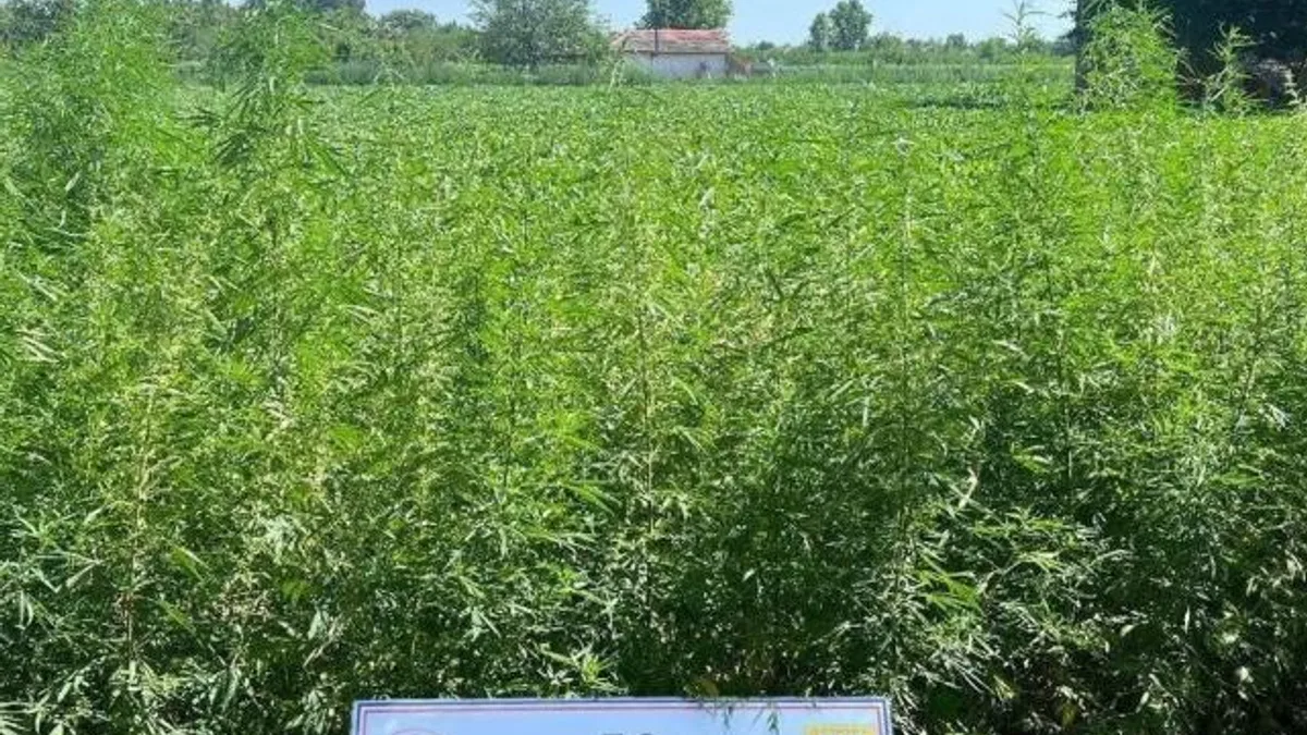 Edirne Jandarması’ndan 6 bin kök kenevir!