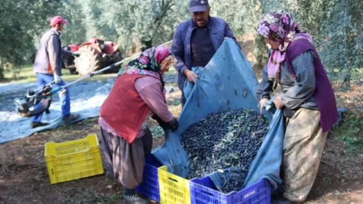 İşte zeytinin 1 kg maliyeti!