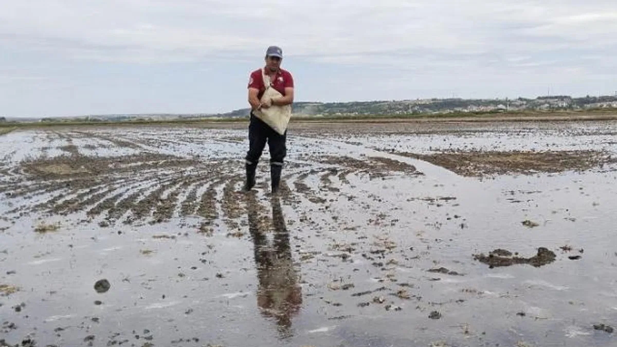 İpsala’da çeltik ekimi tamamlanıyor… Pirinç ihtiyacının yüzde 41’ini karşılayacak