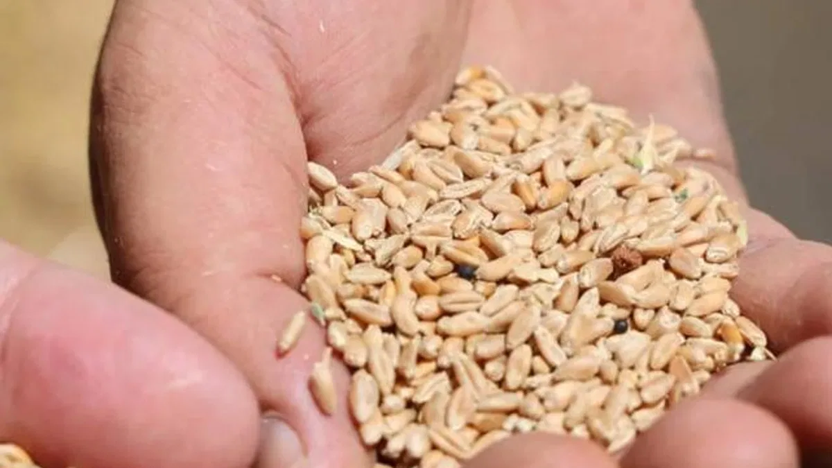 Antalya’da Halk Ekmek için buğday hasadı başladı