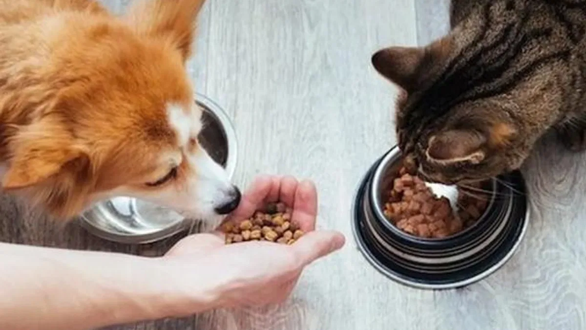 Kedi-köpek maması sektörü ihracatını 11 yılda 33 kat artırdı