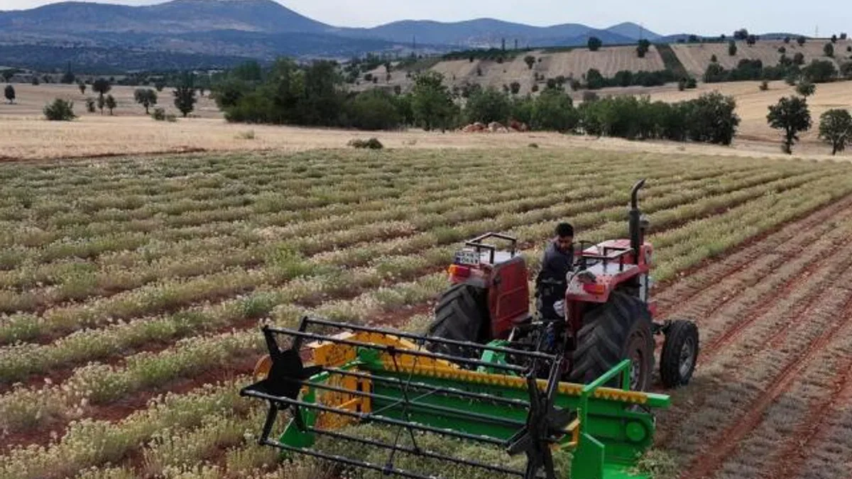 Güneysınır’da kekik hasadı: Kuraklığa dirençli tarımda yeni dönem