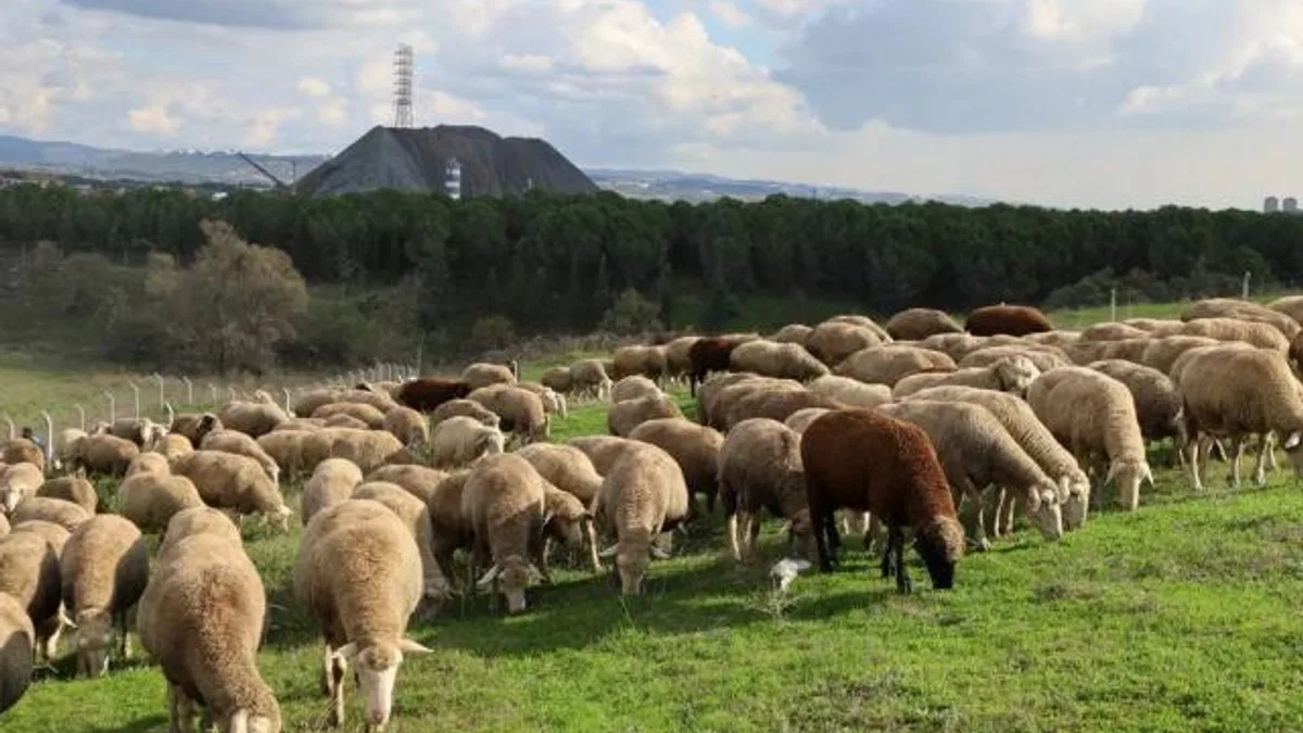 Kocaeli’de damızlık koç desteğiyle kuzulama oranları artıyor… Sürüler güçlendi, verim arttı