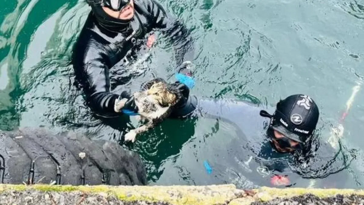 İzmir’de iskele altında sıkışan kediyi itfaiye kurtardı