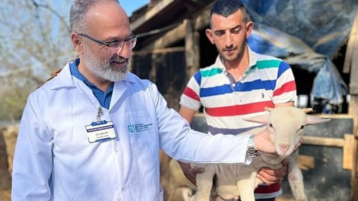 Büyükşehir’in koç desteğiyle 5.400 kuzu doğdu