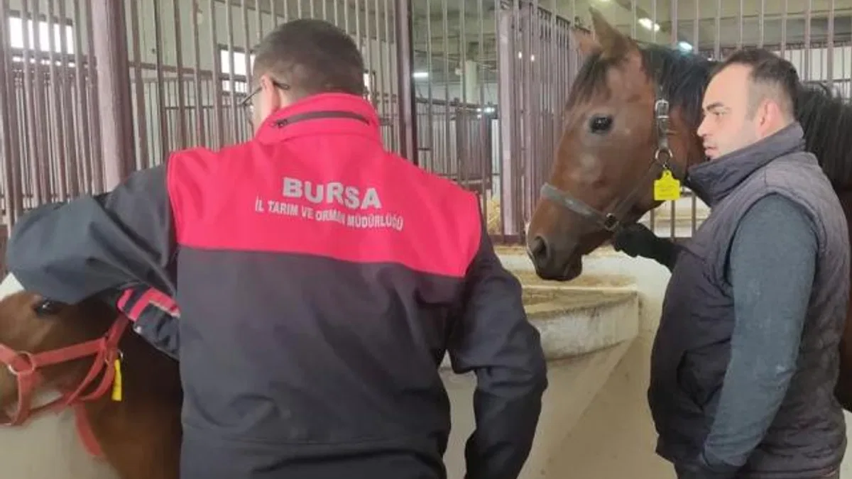 Tay tescil işlemleri Bursa’da sürüyor