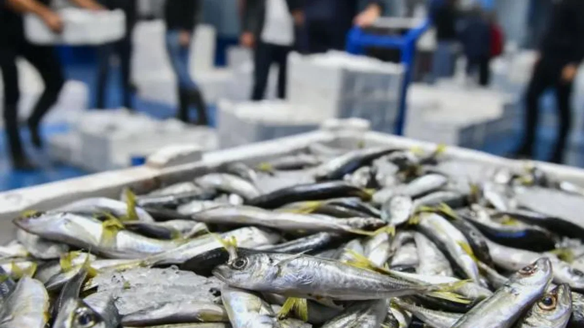 Ankara’da balık sezonu başladı, denetimler sıklaştı