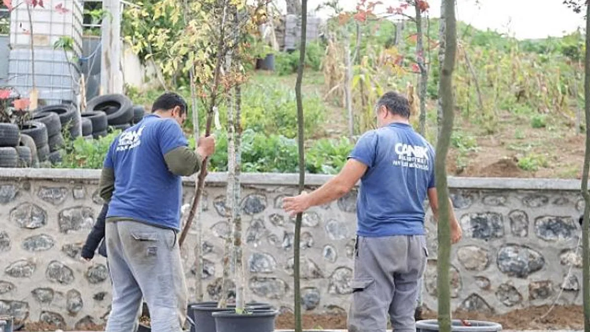 Canik’te 33 bin 668 Ağaç Kurtarıldı