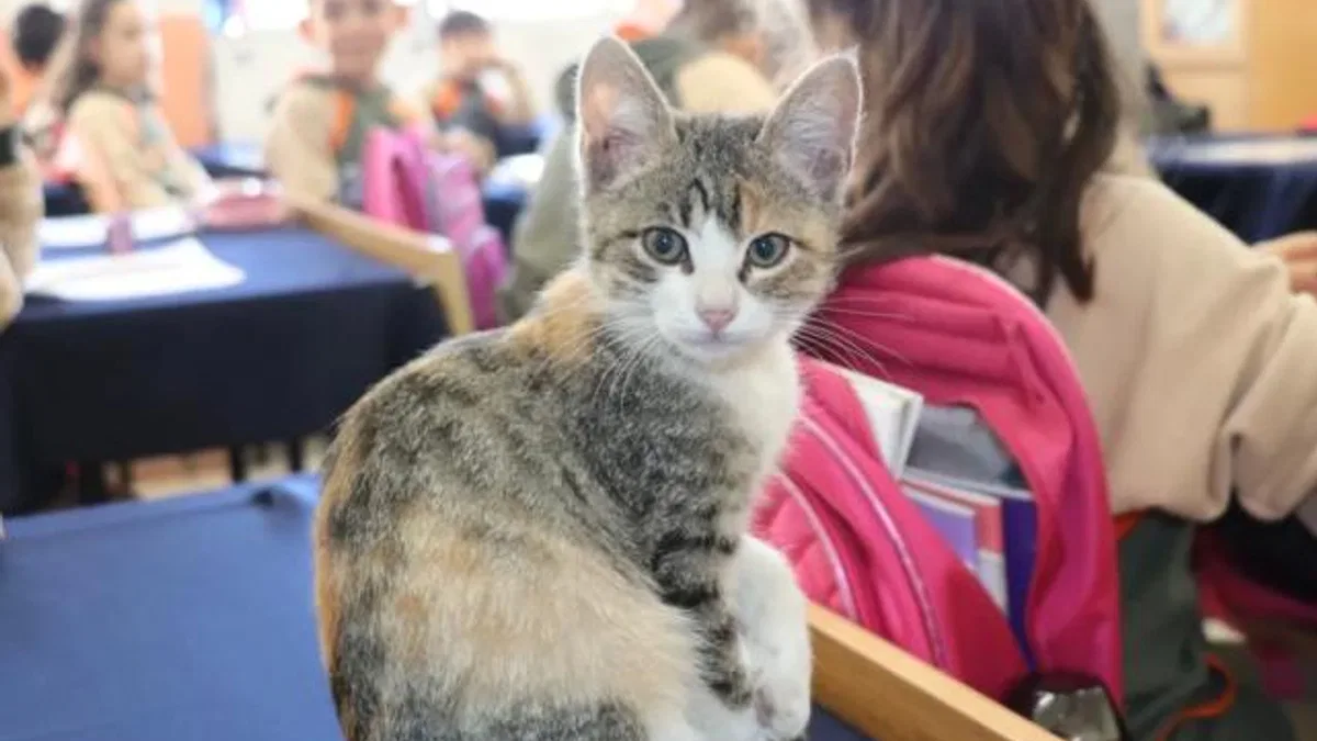 Amasya’da kedi ‘Karamel’ sınıfın parçası haline geldi