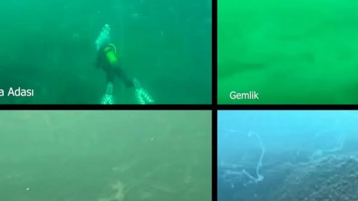Marmara Denizi’nde müsilaj alarmı! Prof. Dr. Mustafa Sarı’dan acil çağrı