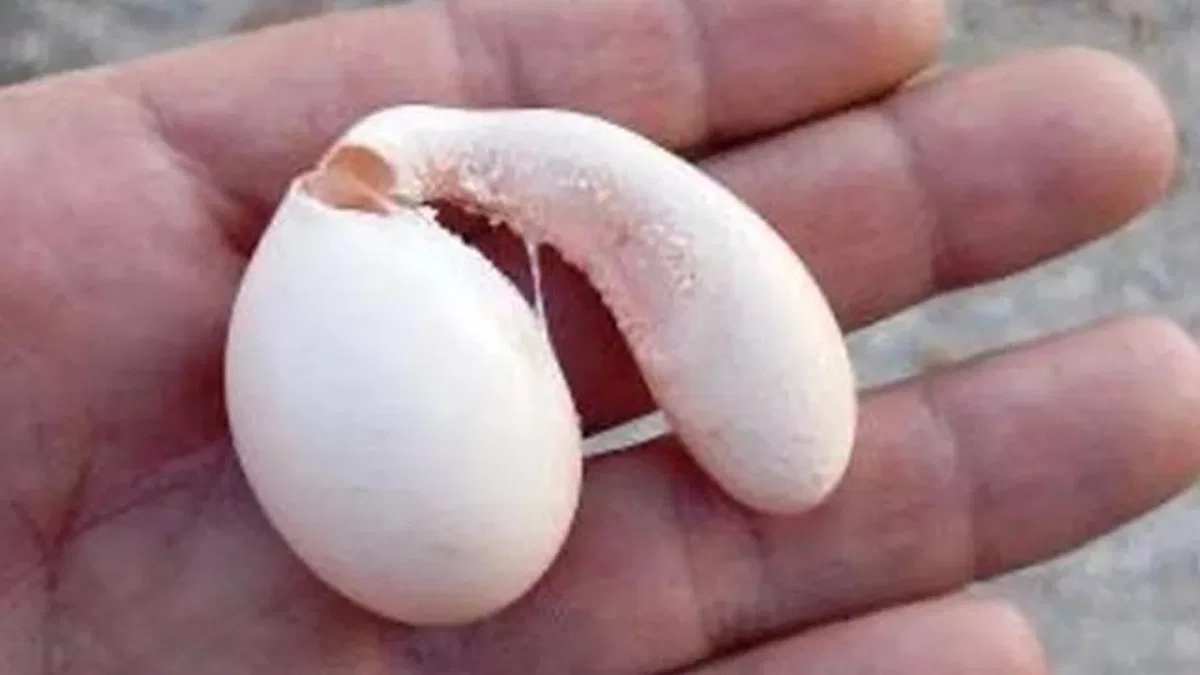 Adıyaman’da tavuğun yumurtası şaşırttı!