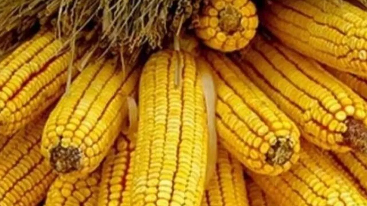 Mısır ithalatında yeni dönem… 1 milyon ton için Gümrük Vergisi sıfırlandı