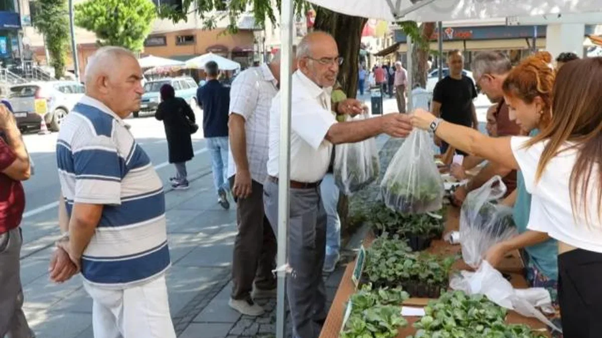 Ordu’da kışlık sebze atağı: 200 bin fide üreticiyle buluşuyor