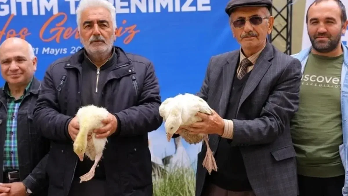Samsun Büyükşehir’den üreticiye kaz desteği