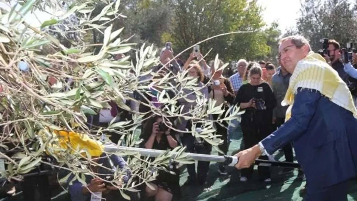 Ayvalık’ta 19. Zeytin Hasat ve Turizm Festivali heyecanı