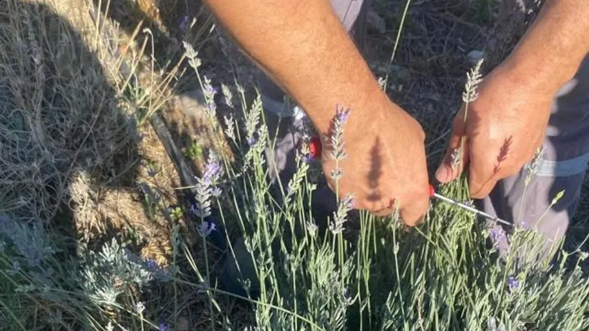 Muğla Milas Belediyesi lavanta hasadı gerçekleştirdi