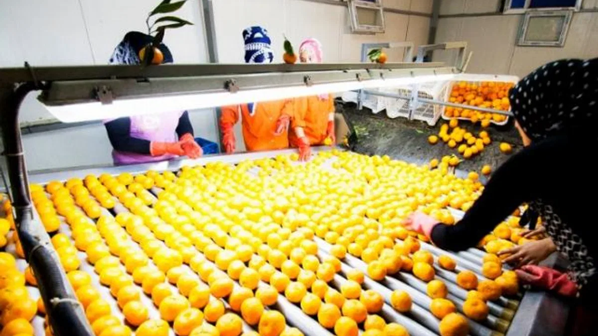 Narenciye ihracatının lideri mandalina