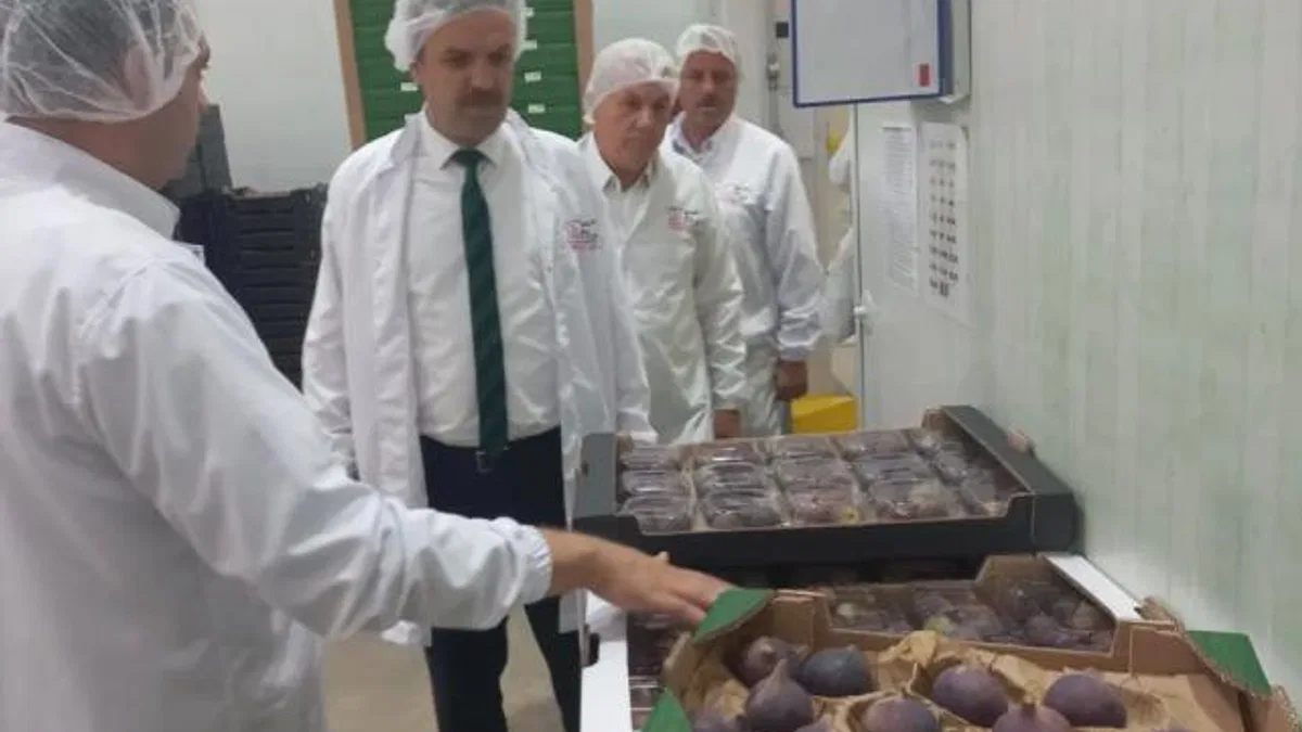 Bursa Siyah İnciri’ne coğrafi işaret denetimi