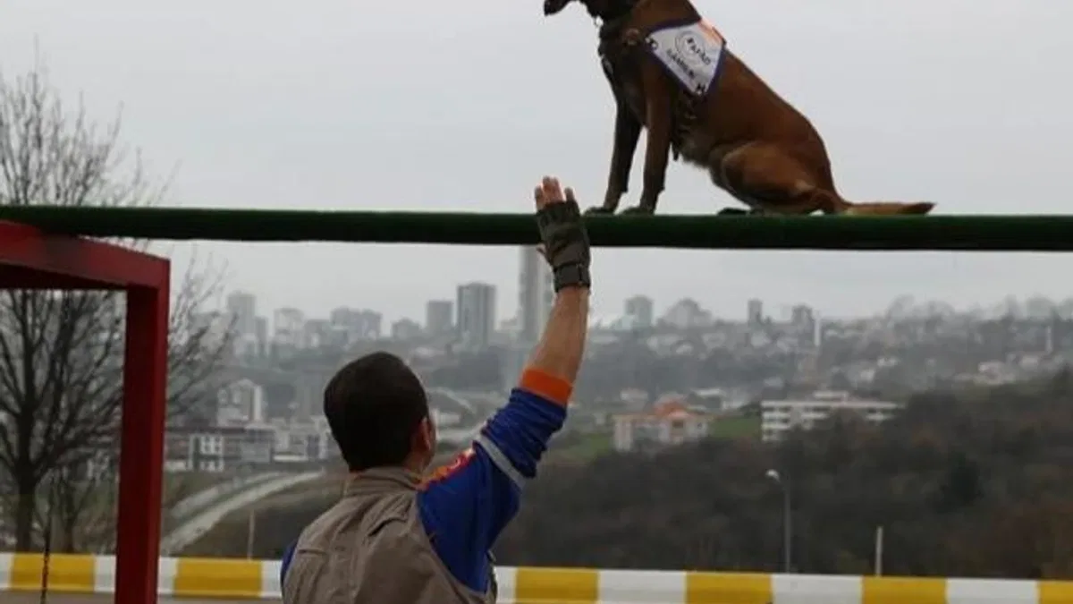 Afet köpeklerine detaylı yönetmelik… Köpekli Arama Timi Yönetmeliği yayımlandı