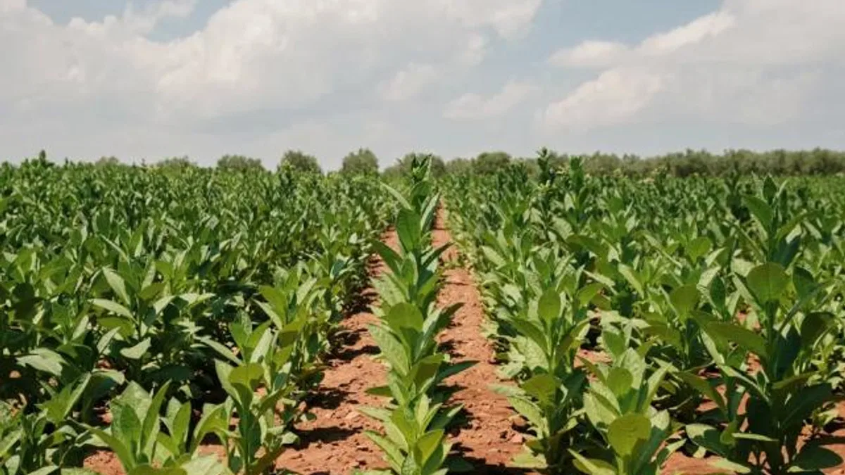 Tütün İhracatı 1 milyar doları aştı