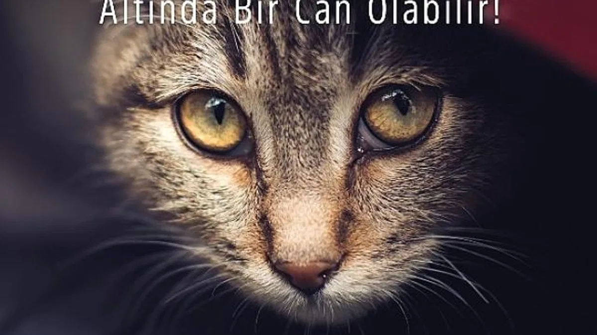 Araca binmeden önce kaputa vur