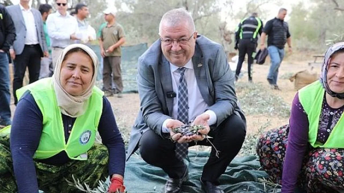 Edremit Belediyesi’nde zeytin hasadı başladı