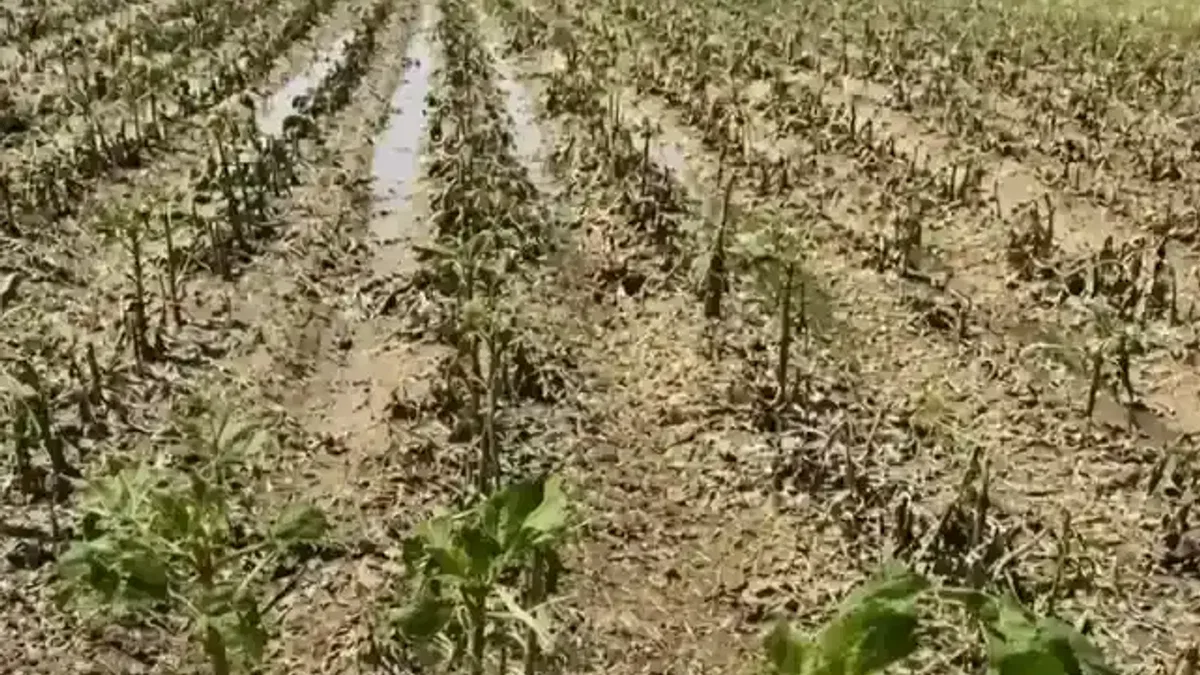 Yılın ilk yarısında 900 bin dekara yakın tarım arazisi doğal afetlerden zarar gördü